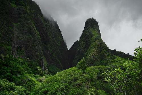 tree landscape photo of green mountain forest